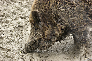 Image showing Wild boar detail