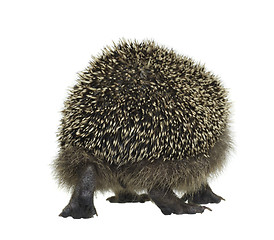 Image showing hedgehog walking away