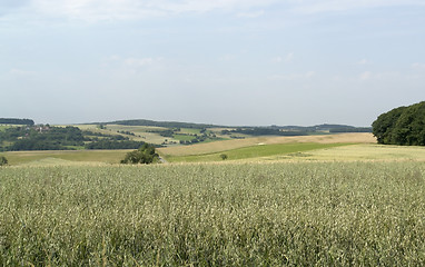 Image showing agricultural panoramic scenery with  grain field