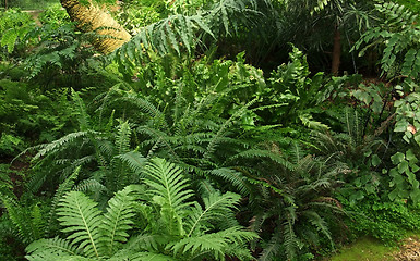 Image showing dense jungle vegetation scenery