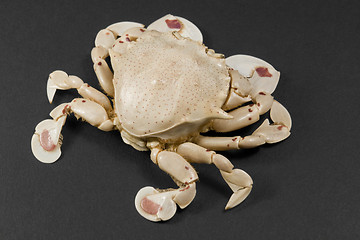 Image showing moon crab isolated on black