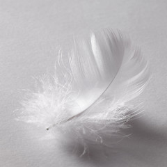 Image showing white down feather