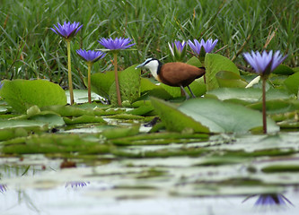 Image showing African Jacana and blue flowers