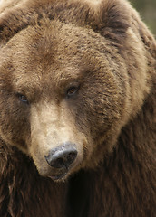 Image showing grimly Brown Bear