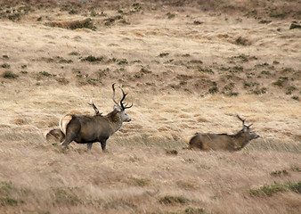 Image showing Deers in Scotland