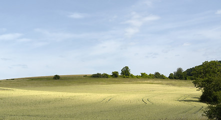 Image showing rural pictorial agriculture scenery at summer time