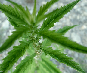 Image showing weedy green back