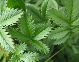 Image showing jagged green leaves