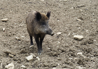 Image showing wild boar on earthy ground
