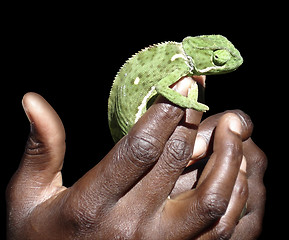 Image showing holding a green Chameleon