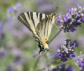 Image showing Scarce Swallowtail