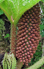 Image showing vegetation detail