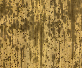 Image showing light brown rotten leaf detail