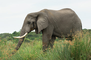 Image showing Elephant in Africa sideways