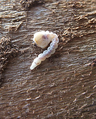 Image showing grub on wood