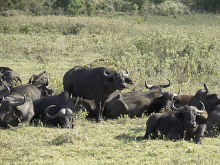 Image showing some Cape Buffalos in sunny ambiance