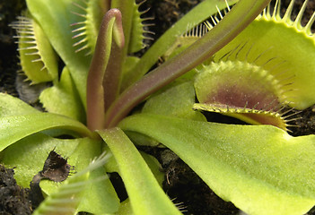 Image showing carnivorous plant detail