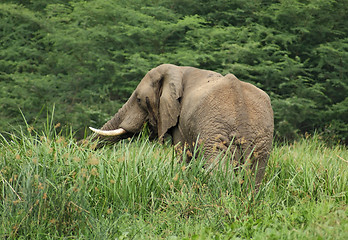 Image showing Elephant in high vegetation