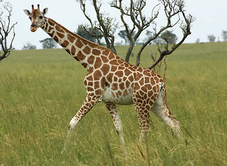 Image showing Giraffe walking through african savannah