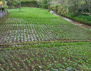 Image showing vegetables plantation