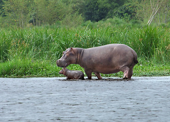 Image showing Hippo calf and cow in Africa