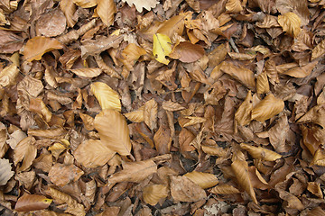 Image showing sere autumn leaves