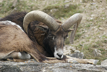Image showing mouflon resting on rock formation