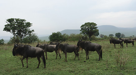 Image showing Blue Wildebeests in african vegetation