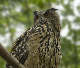 Image showing eagle owl