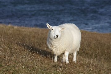 Image showing white sheep at the coast