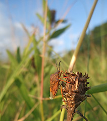 Image showing Pentatomidae at summer time