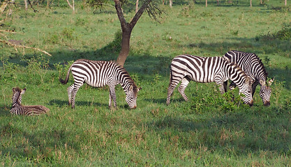 Image showing Zebras in Uganda