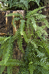 Image showing fern plants