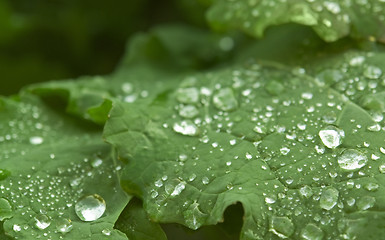 Image showing wet green leaf detail