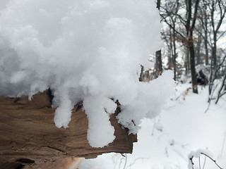 Image showing snow covered log detail