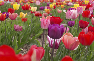 Image showing colorful field of tulips