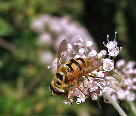 Image showing hover fly on pastel flower