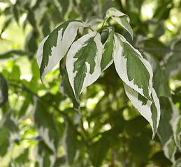 Image showing bicolor leaf background