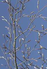 Image showing buds and twigs