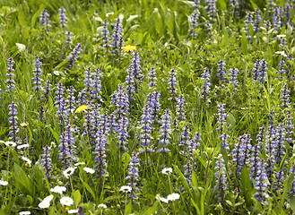 Image showing sunny meadow detail