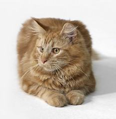 Image showing red Maine Coon cat