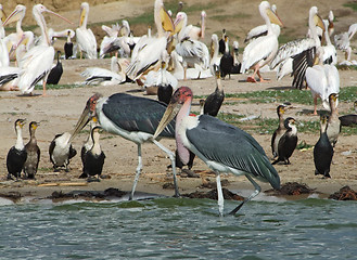 Image showing lots of african birds riverside