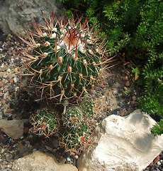 Image showing cacti and succulents