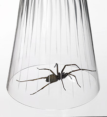 Image showing caught big spider under a drinking glass