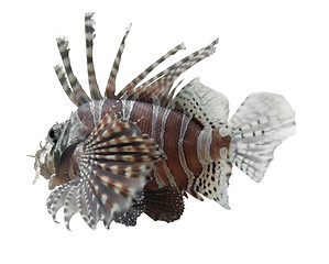 Image showing lionfish in white back