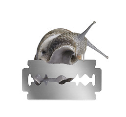 Image showing Grapevine snail and razor blade