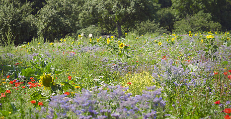 Image showing flowering meadow and trees