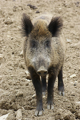 Image showing wild boar portrait