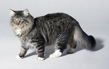 Image showing Norwegian Forest cat