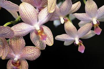 Image showing colorful orchid flowers